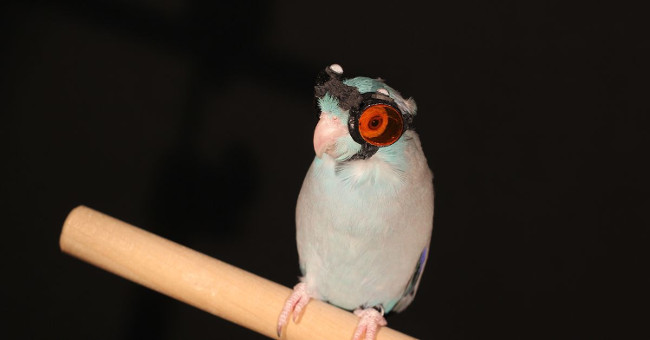 Wear smart glasses for parrots to study flying robots
