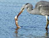 Weasels were swallowed up by provoking the heron
