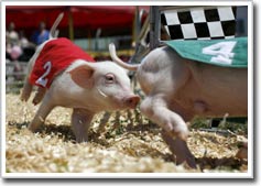 Weather forecast by ... pig pancreas