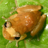 Web technology helps keep track of animals