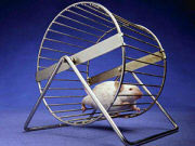 Weight loss helps kill tumors in mice