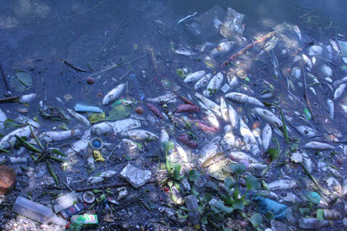West Lake: Fish die of mass because of polluted water