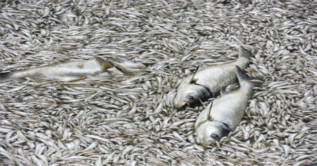 West Lake management board: 'Many dead fish may be due to weather changes'