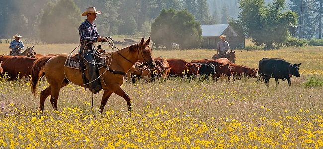 Western cowboys - who are they?