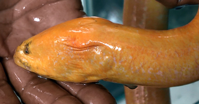 Western farmers caught yellow eels