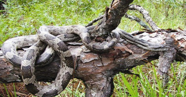 Western tiger serpent, only heard ...