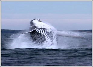 Whale brains have a human-like part