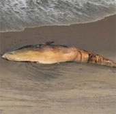 Whale carcasses the US coast