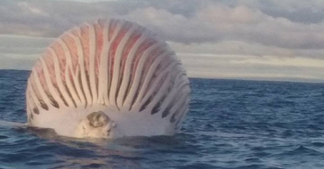 Whale corpses swell like a giant ball in the sea