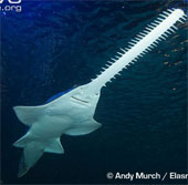 Whale - Fish species existed since prehistoric times