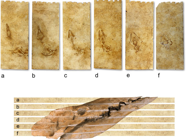 Whale fossils 40 million years