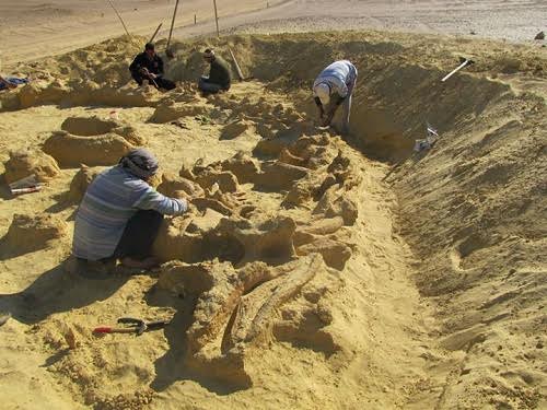 Whale fossils are located in ancient killer whales