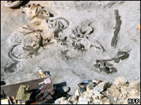 Whale fossils found in vineyards