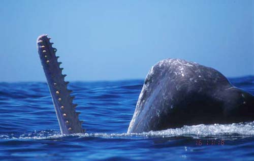 Whale hunt giant squid like?