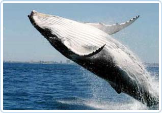Whale language is richer than we thought