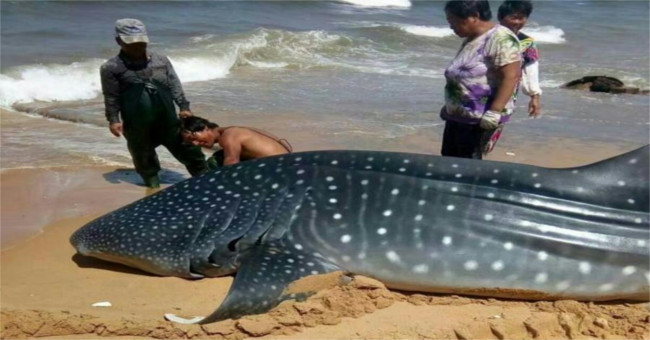 Whale shark 1.5 tons of Chinese fishermen net