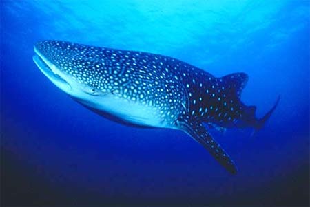 Whale shark