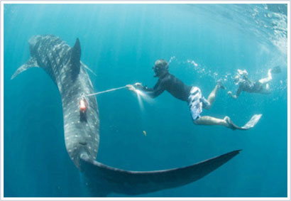 Whale sharks - the 'fighter pilots' of the sea