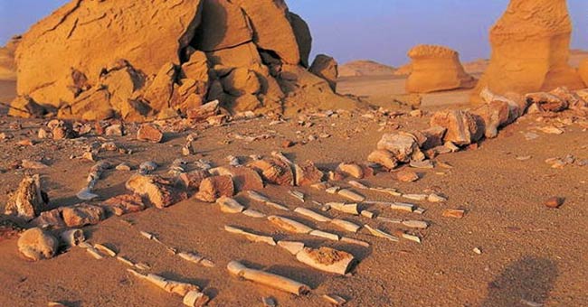 Whale Valley - World Natural Heritage in Egypt