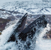 Whale whale in Norway