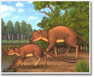 Whale's ancestors are ... deer