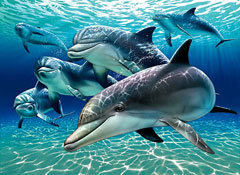Whales and bats have something in common