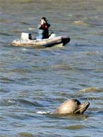 Whales are lost in the Thames