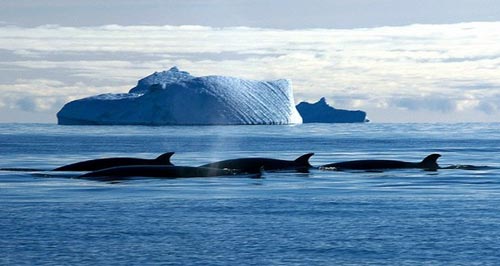 Whales can also die from melancholy