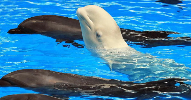 Whales can ... learn a foreign language
