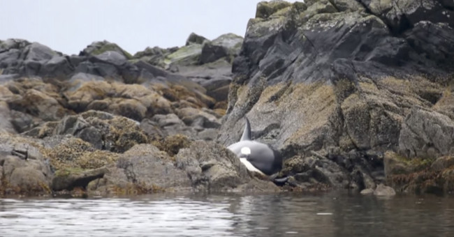 Whales cry because of aground, the action of the people makes everyone admire
