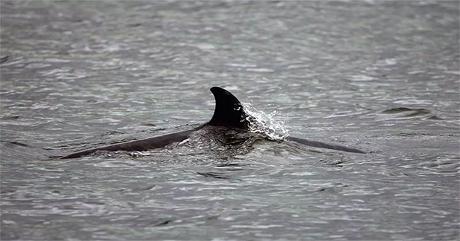 Whales die mass, he suspects due to Russian submarines