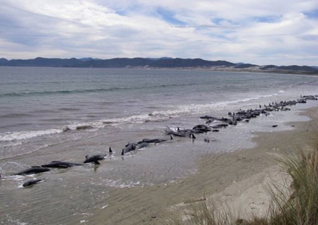 Whales die massively on the coast of New Zealand