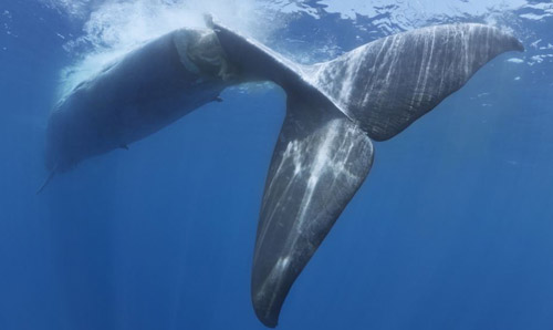 Whales do not know how to avoid boats