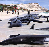 Whales drift ashore due to exercises