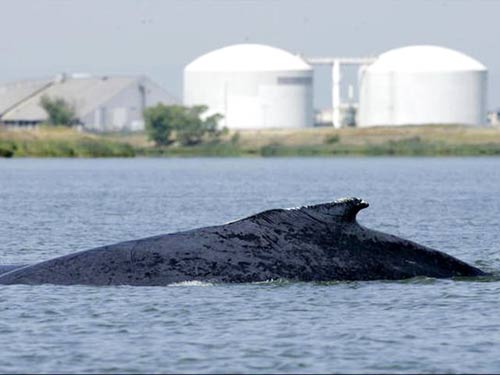 Whales escape to the sea after many days of straying