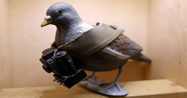 Whales, geckos and the world's most exotic military spies