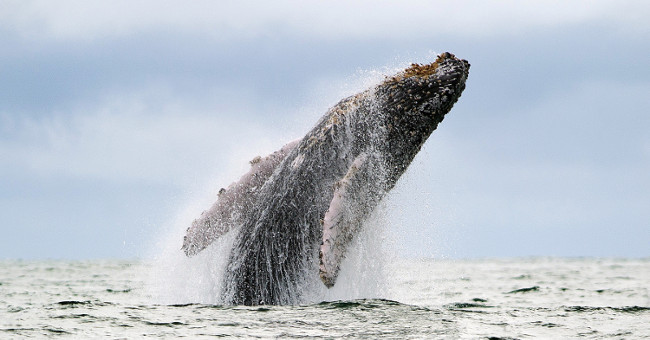 Whales groping boats make visitors break their ribs