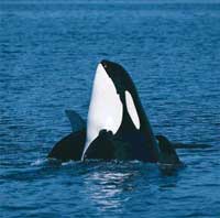 Whales know how to sing