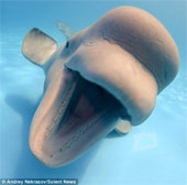 Whales love to take pictures of fun with divers