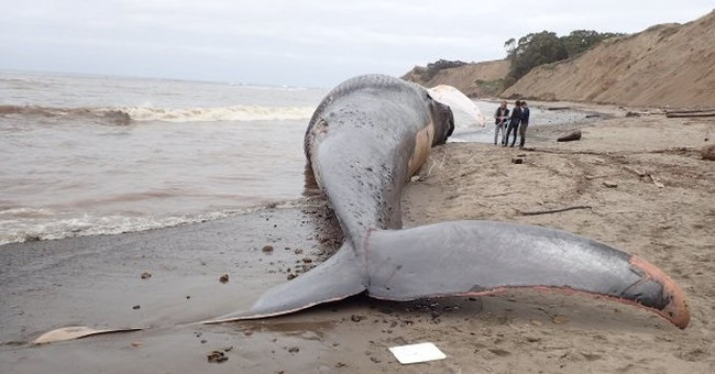 Whales on the Thai coast died of swallowing many nylon bags