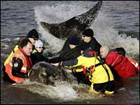 Whales on the Thames River are dead