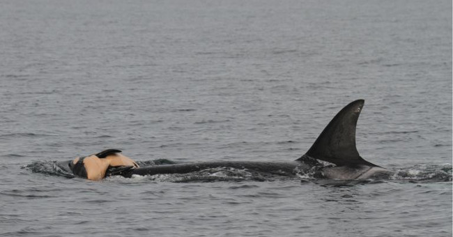 Whales suffer from the death of their fellow human beings