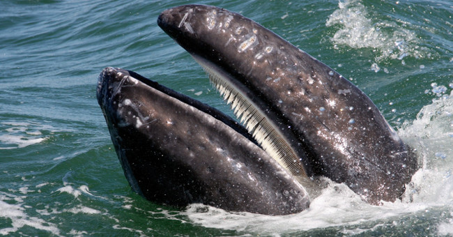 Whales used to be assassins that hunted sharp teeth like lions