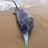 Whales with rare mines drifted to the coast of Australia
