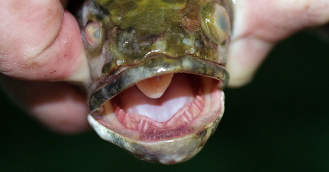 What animal causes the US state to make a 'seeing and killing?' Decision.
