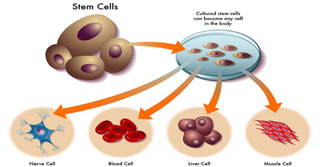 What Are Stem Cells? How Advanced Is Medicine In This Area?