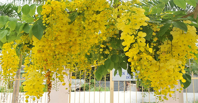 What beautiful, blooming royal flowers in Hanoi are interesting?