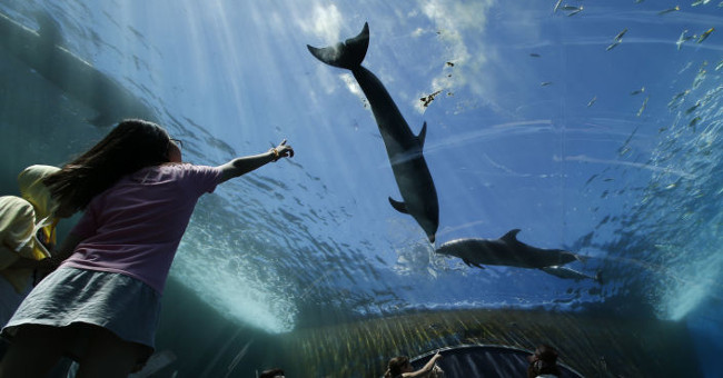 What brings happiness to dolphins?