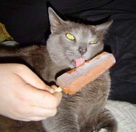 What cats do not know is sweet