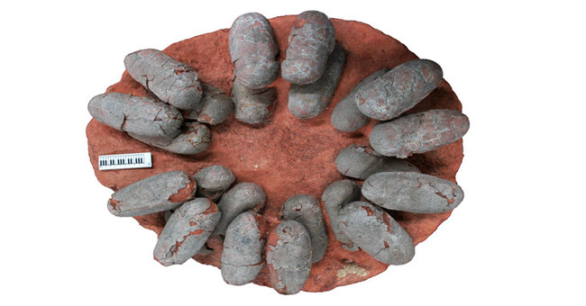 What color does flying dinosaur eggs live 66 million years ago?